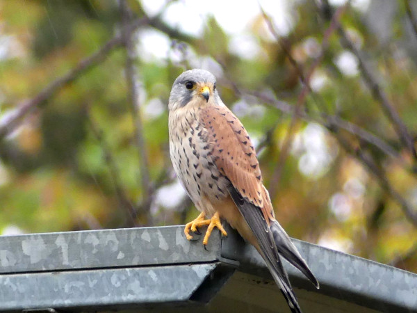 Faucon crécerelle (Falco tinnunculus) mâle adulte © Jardins familiaux Les 4 Saisons